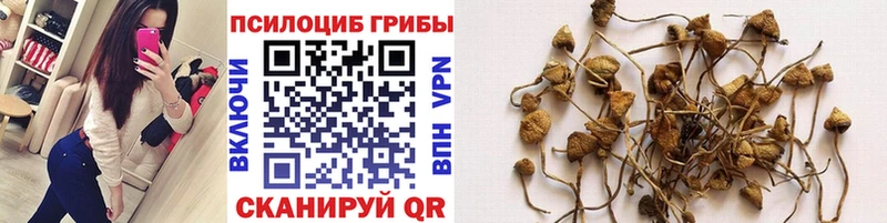 купить наркотики цена  Боровск  Псилоцибиновые грибы Psilocybe 